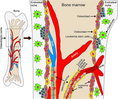 Moving Myeloid Leukemia Drug Discovery Into the Third Dimension